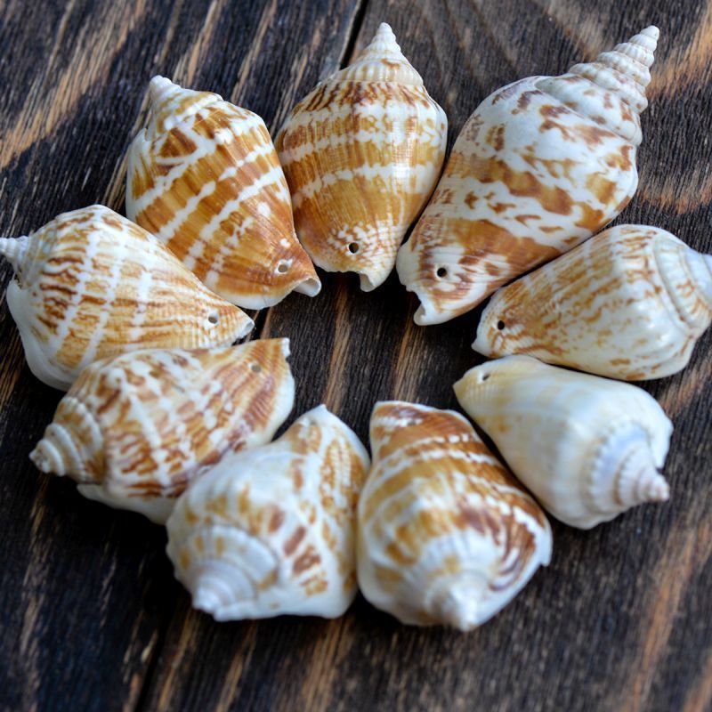 бусина из ракушки, "спираль", природные тона, 65-40x25-20 мм